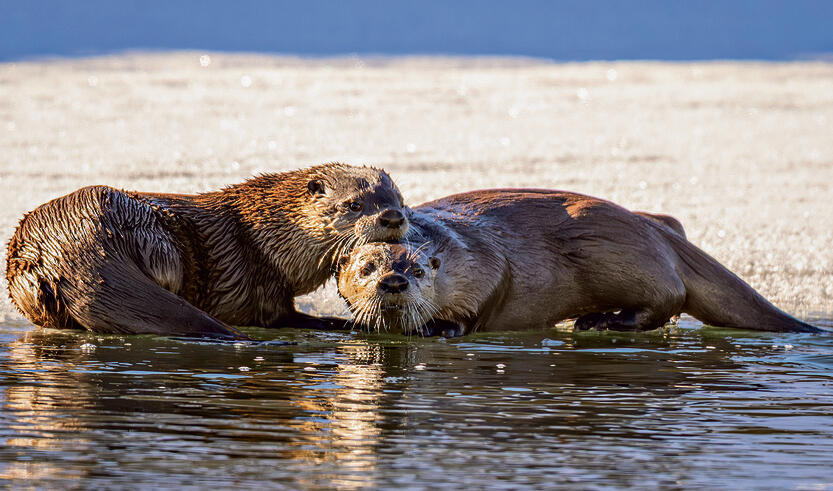 הלוטרות השובבות  משחקות במים  הקפואים
