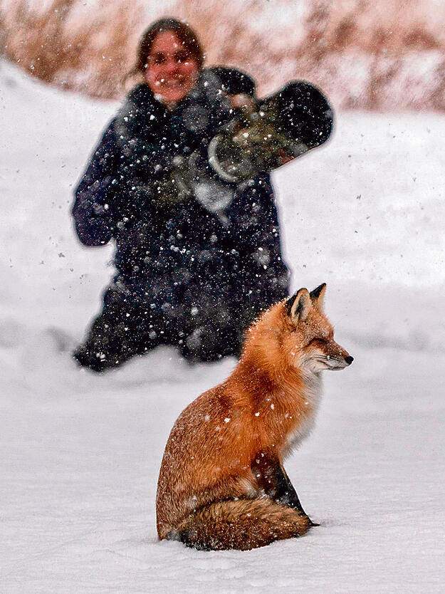 הצלמת דפנה בן נון עם השועל הדוגמן