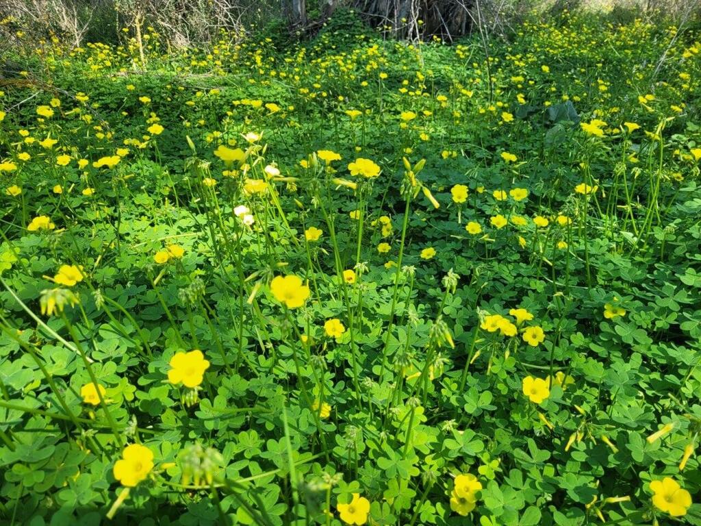 חמציצים (צילום: עודד כהן) חמציצים