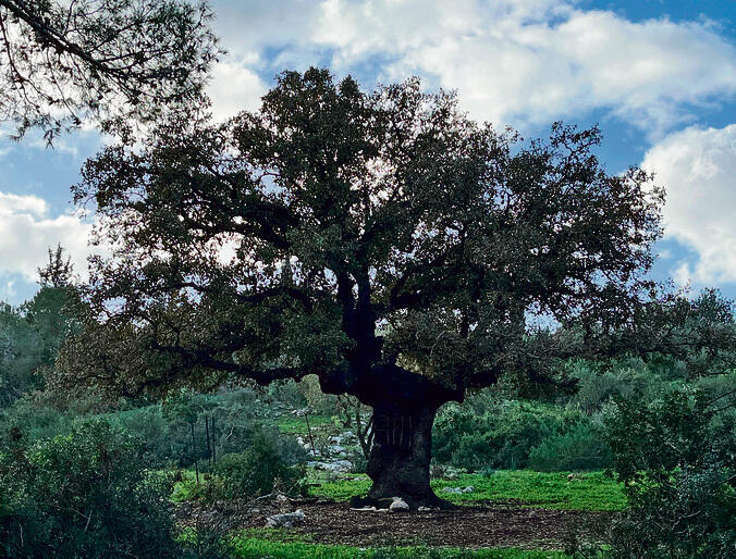 גם בני האדם מבחינים לפעמים במעגל הנוכחוּת שיוצר עץ | צילום: דרור בורשטיין