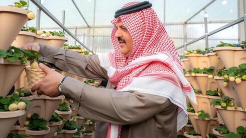 Saudi Arabia’s 'white gold': strawberries are the new symbol of bin Salman’s vision