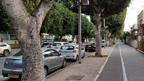 Tel Aviv residents battle aging ficus trees