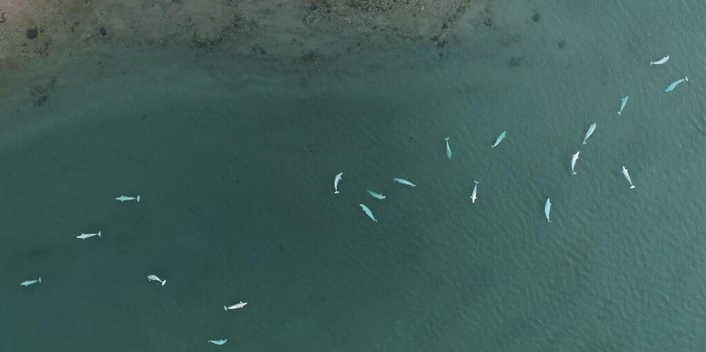 אוכלוסיית לווייתני בלוגה (צילום: Greg O’Corry-Crowe and Cortney Watt, Arctic Whale Research Program – FAU/DFO) אוכלוסיית לווייתני בלוגה