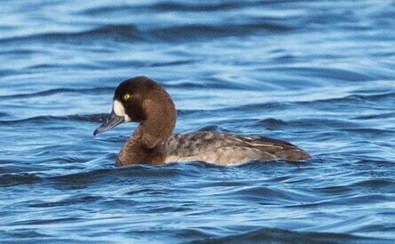הברווזה הסקנדינבית. נחתה ב"מסעדת מישלן"