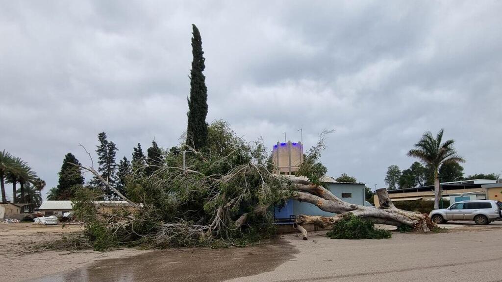 עץ הפיקוס שנפל בשער הגולן (צילום: סמי בדארנה) עץ פיקוס בן 89 שנה נפל בשער הגולן בשל הרוחות החזקות