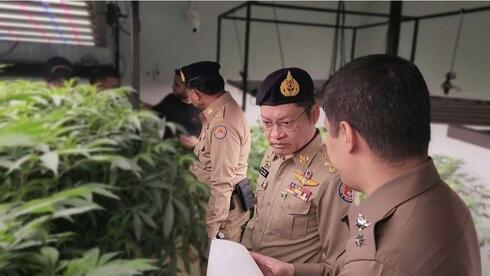 Israeli arrested in Thailand for cannabis farm