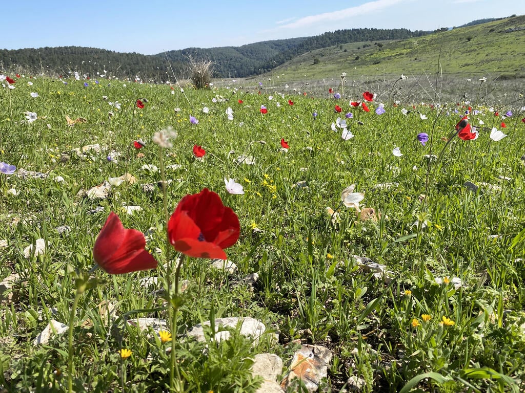 כלניות בעמק השלום (צילום: גלעד כרמלי) כלניות בעמק השלום
