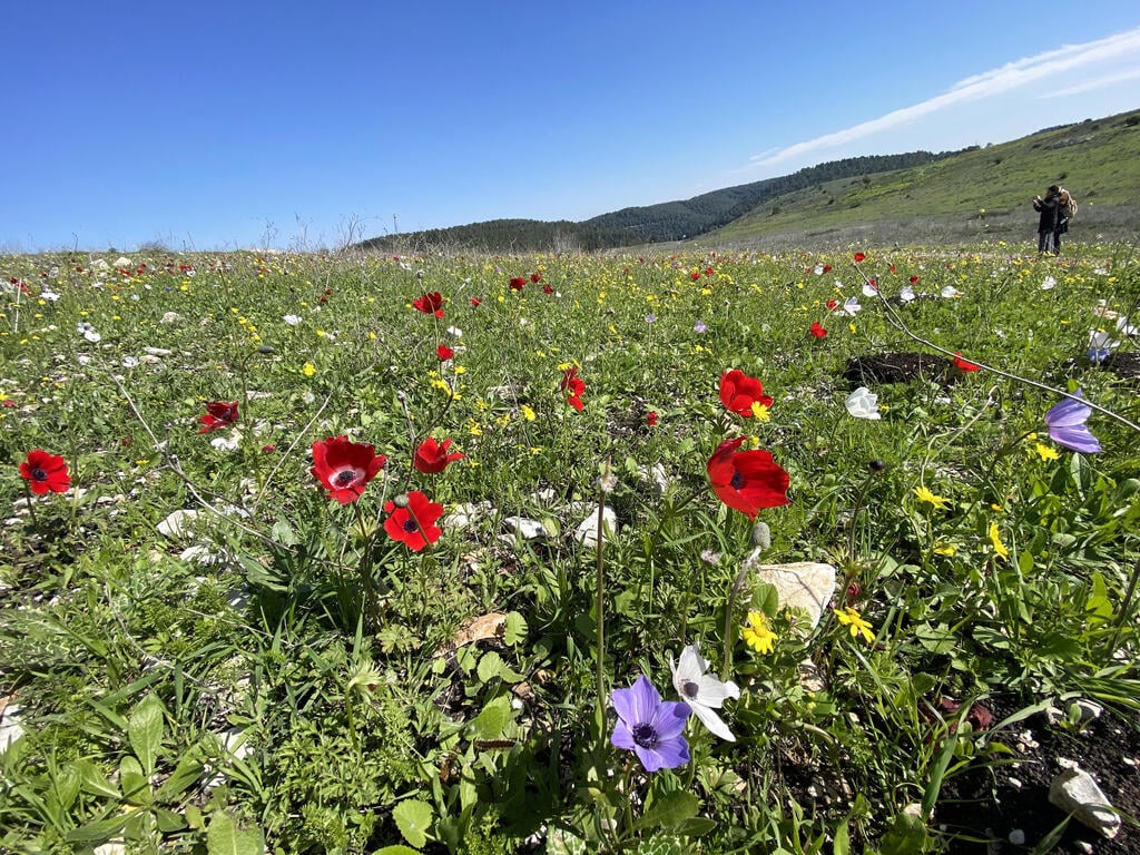 כלניות בעמק השלום (צילום: גלעד כרמלי) כלניות בעמק השלום
