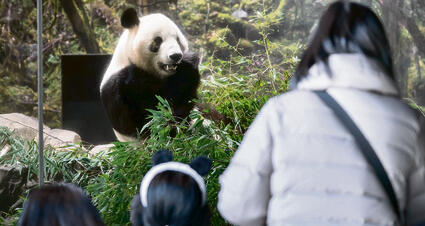 נפרדים לשלום. מבקרים בגן החיות נפרדים משיאו שיאו