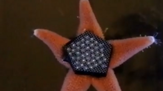 כוכב ים במחקר כוכב ים במחקר