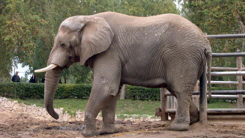 ג'ונגל ישראלי: הספארי בר