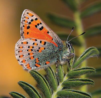 בסכנת הכחדה. צמריר הקדד
