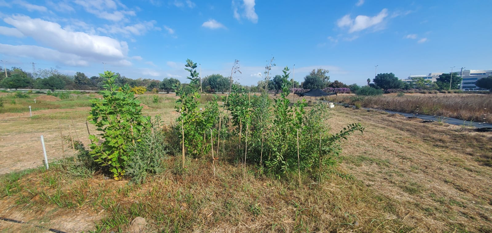 Trees planted in an area the size of two parking spaces as part of the experiment (Photo: Yakir Frizler) עצים בשטח של שתי חניות במסגרת הניסוי