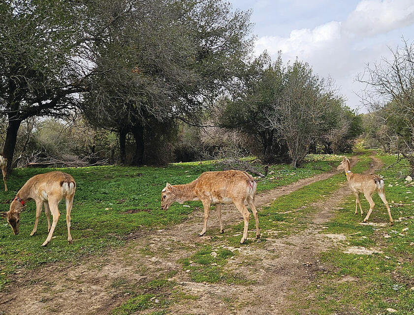 היחמורים הפרסיים ששוחררו לטבע