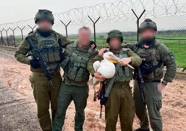 המילואימניקים שהצילו את השקנאית