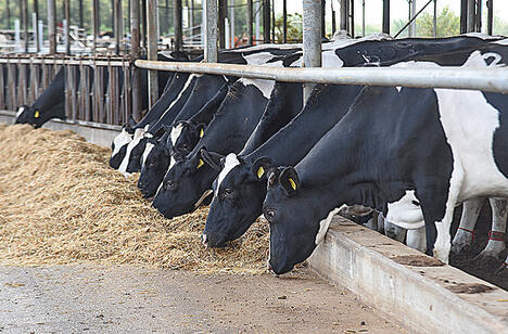 צילום: אביהו שפירא