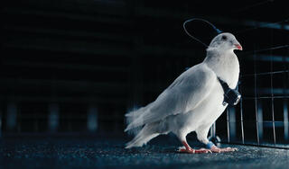 צילום:Neiry Group