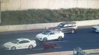 סוס דוהר בנתיבי איילון
