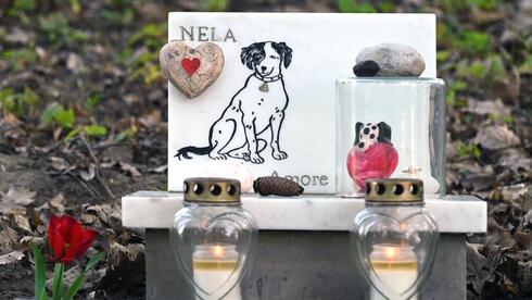 Where do pets go? Israel regulates animal burial