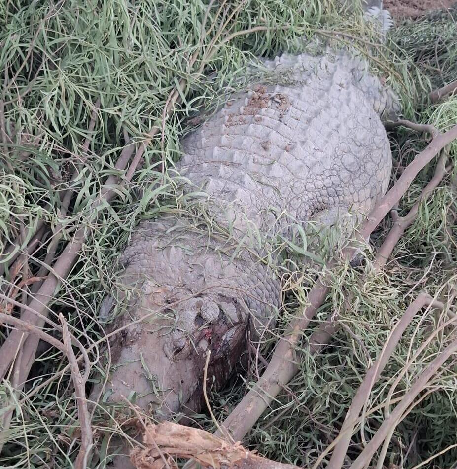 The killed crocodiles were between 50 and 150 years old (Photo: Yonatan Hanuka) תנין שנורה בשטח