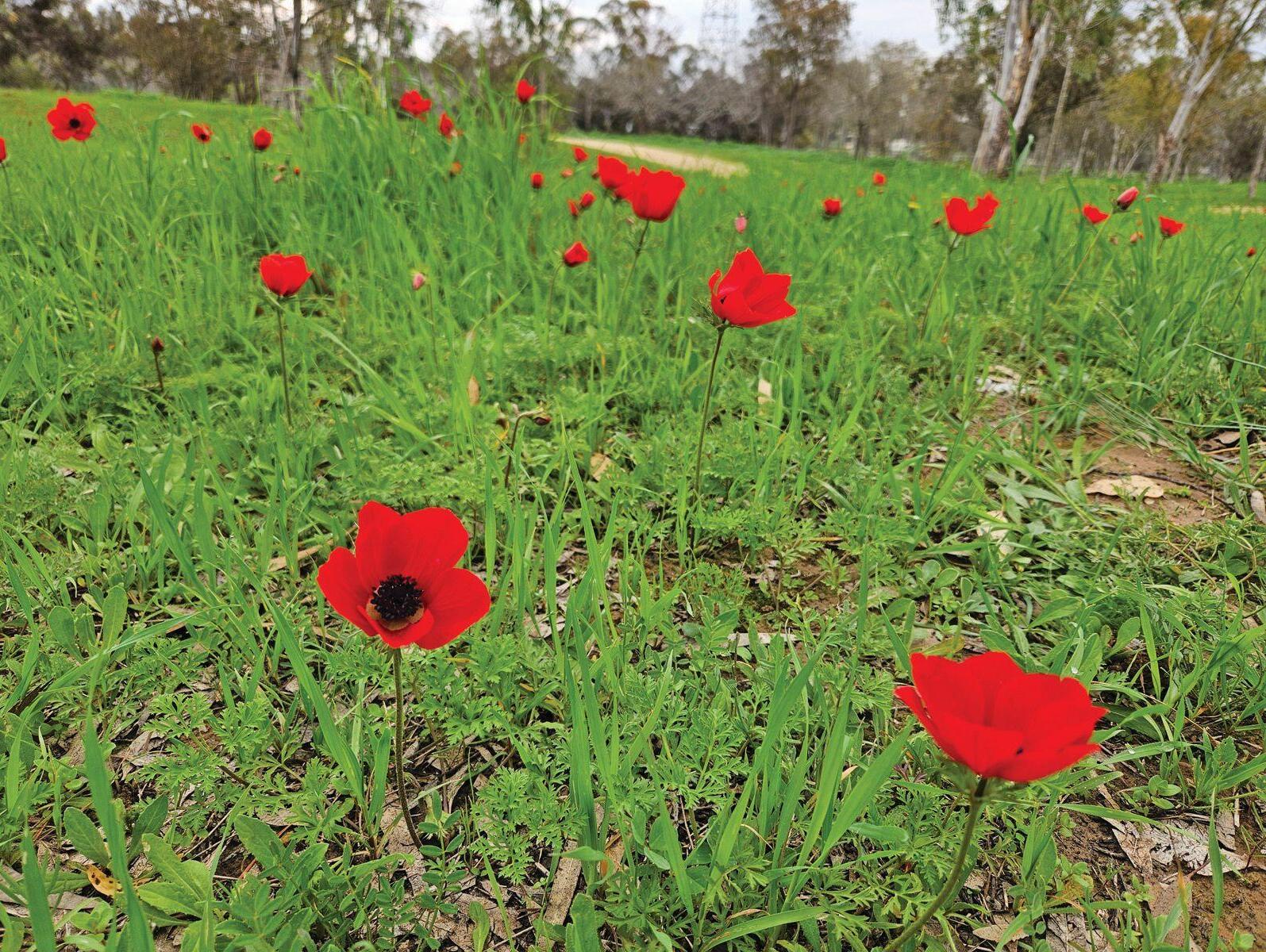 כלניות בעוטף. בזכות גשמי הברכה בדרום, השנה יש מהן בשפע (צילום: יעל גרטי) כלניות בעוטף. בזכות גשמי הברכה בדרום השנה יש מהן בשפע