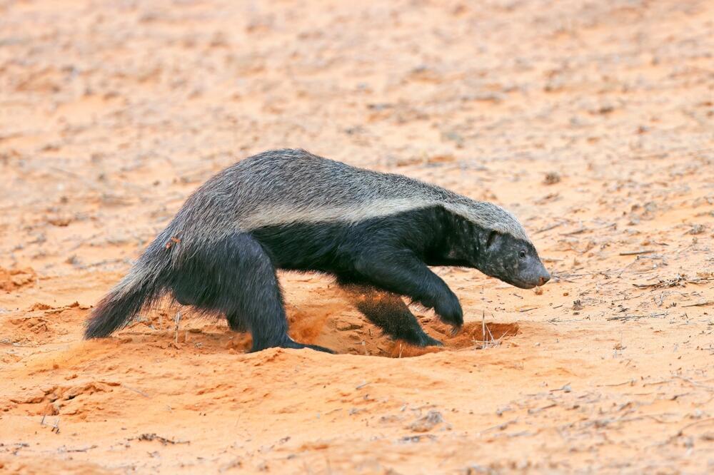 גירית הדבש בדרום אפריקה (צילום: EcoPrint , shutterstock) גירית הדבש בדרום אפריקה