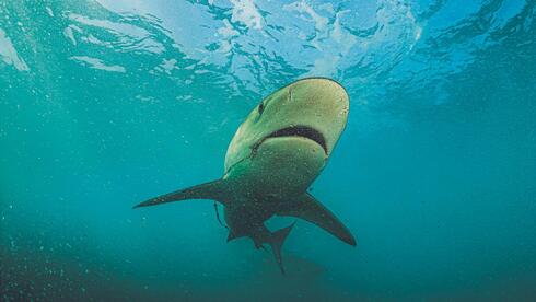 Israeli shark diving community pushes to reopen Hadera beach after fatal attack