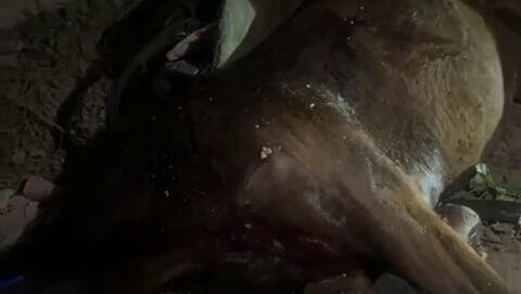 העיר שאין בה חוק: 4 פצועי ירי תוך רבע שעה, סוס נפגע ומת