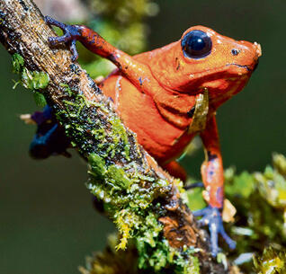 הצפרדע  הקטלנית