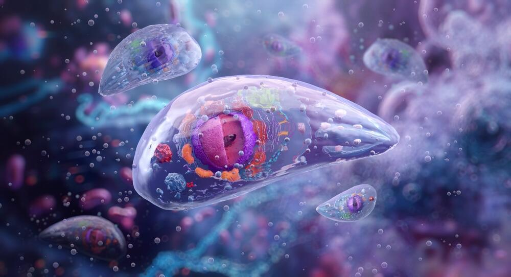 Toxoplasma gondii 