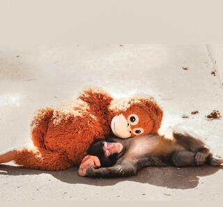 צילום: מתוך רשת X