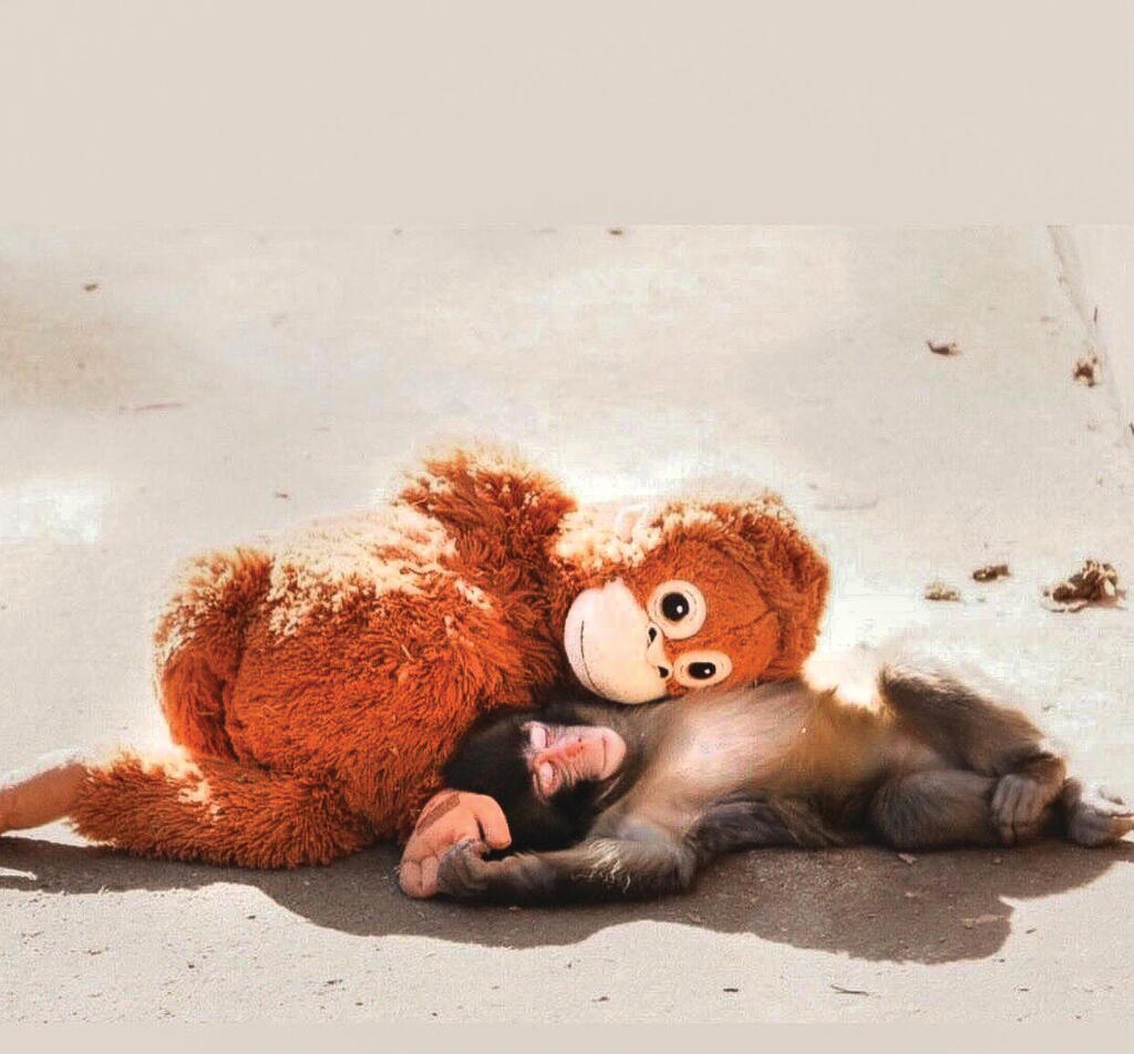 צילום: מתוך רשת X צילום: מתוך רשת X