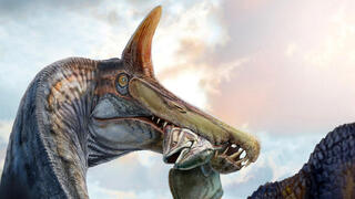 שיחזור של ספינוזאורוס מיראביליס טורף דג לפני כ-95 מיליון שנים