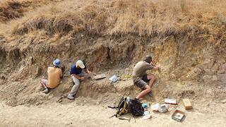 החפירות הארכאולוגיות באתר עובדייה החפירות הארכאולוגיות באתר עובדייה