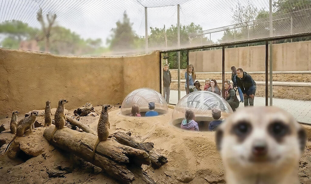 כך תיראה החצר של פיצי, מוש וחותם | הדמיה: גן החיות כך תיראה החצר של פיצי, מוש וחותם | הדמיה: גן החיות