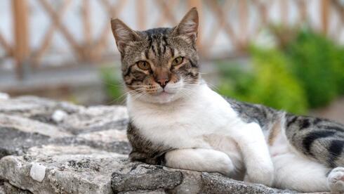 Doctor suspected of torturing and killing cats