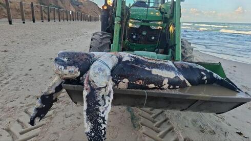Dead whale, rare turtle wash ashore in Israel