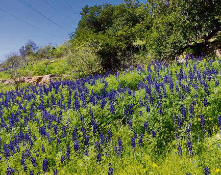 דוד וערן גל אור