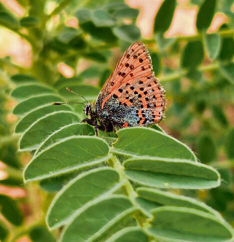 צילום: נורית היבשר