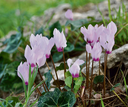 צילום: ערן ודוד גל־אור
