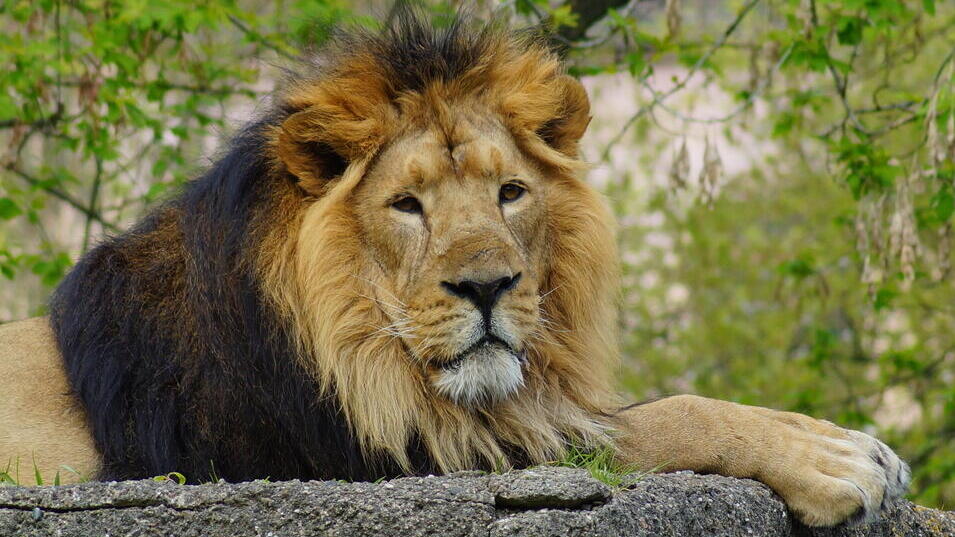 Asiatic lion (Photo: Mariola Anna S / Shutterstock) אריה אסייתי. רק מאות פרטים שרדו בטבע, בפארק הלאומי יער גיר במדינת גוג'ראט בהודו