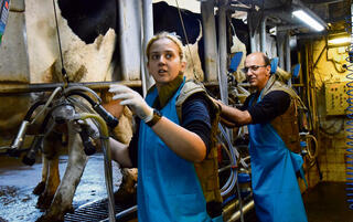 "קשה לקום מוקדם לחליבות, אחרי לילה של אזעקות". הרפתנים בקיבוץ עמיר, אתמול