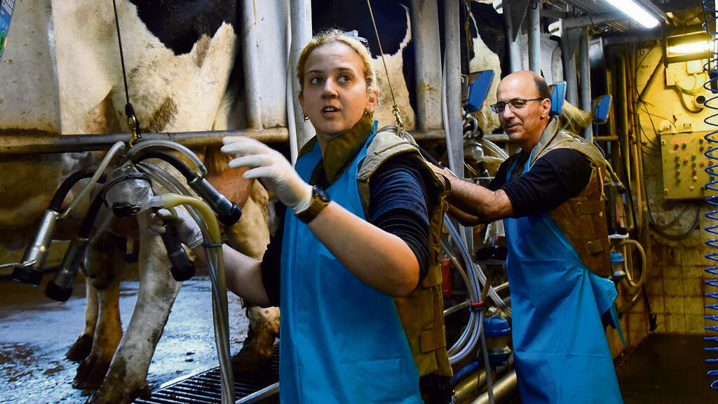 "קשה לקום מוקדם לחליבות, אחרי לילה של אזעקות". הרפתנים בקיבוץ עמיר, אתמול