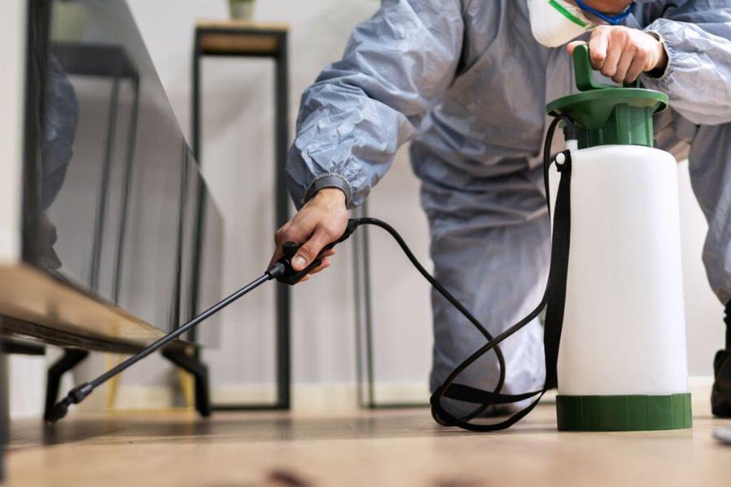 הדברת פשפשים