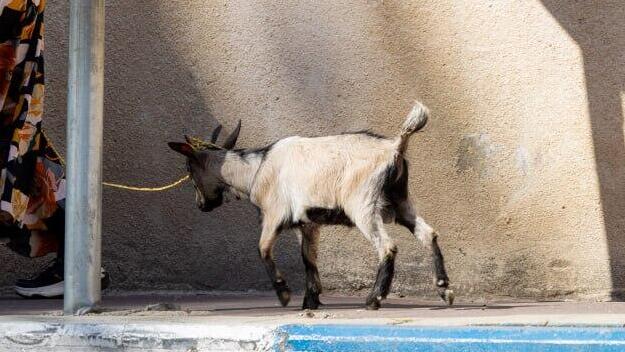 ‘It’s outrageous’: Bnei Brak ad offers goat for rent