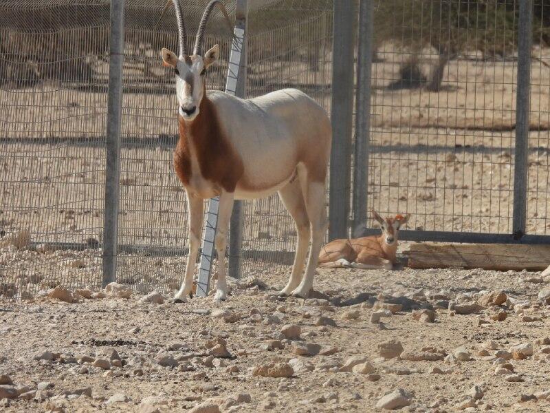 עגל ראם סהרה לא רחוק מאמו (צילום: אריק סוכר, רשות הטבע והגנים) עגל ראם סהרה לא רחוק מאמו