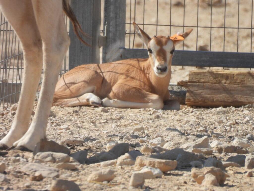 עגל ראם סהרה בחי בר ביטבתה (צילום: אריק סוכר, רשות הטבע והגנים) עגל ראם סהרה בחי בר ביטבתה