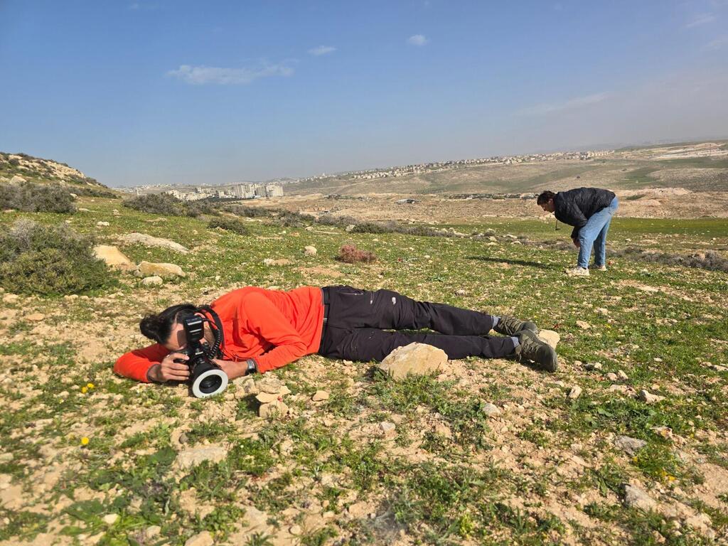 שקד בוחבט מתעד את הפומה הפרסית (צילום: ד"ר אורי פרגמן-ספיר) שקד בוחבט מתעד את הפומה הפרסית