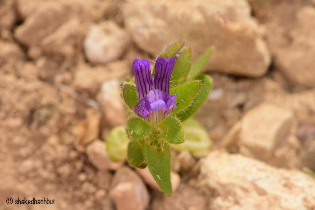 פומה פרסית (צילום: שקד בחבוט, רשות הטבע והגנים) נראה לאחרונה בישראל ב-2007. פומה פרסית
