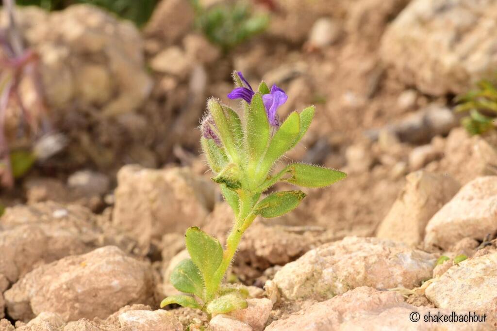 צמח נדיר. פומה פרסית (צילום: שקד בחבוט, רשות הטבע והגנים) צמח נדיר. פומה פרסית